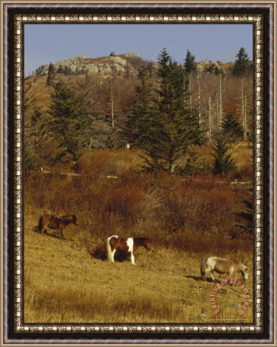 Raymond Gehman Wild Horses Fir And Ash Trees on The Appalachian Trail Framed Painting