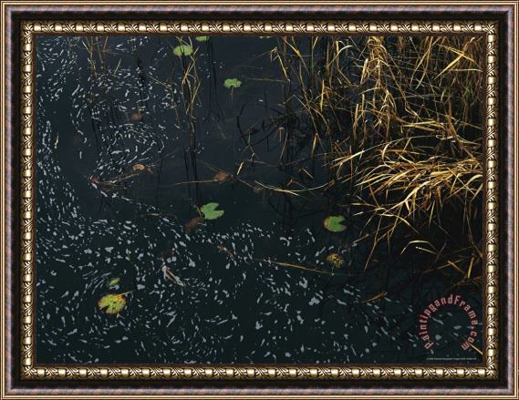 Raymond Gehman Wind Whipped Foam Meanders Between Small Water Lily Leaves And Sedges Near Lake Waccamaw Framed Painting