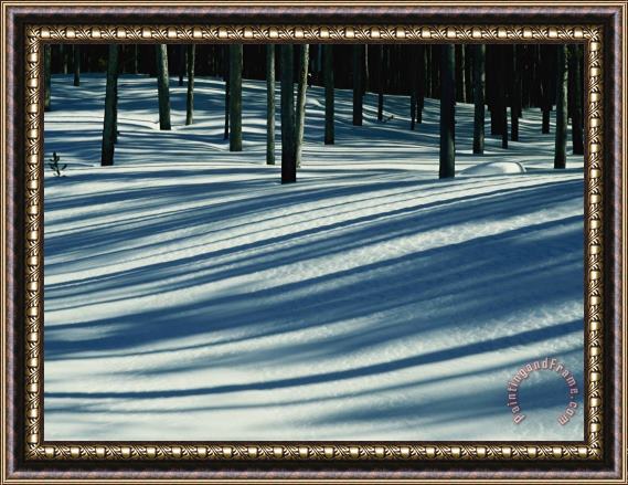 Raymond Gehman Winter Woodland View of a Lodgepole Pine Forest in Wyoming Framed Painting
