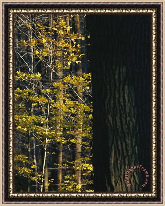 Raymond Gehman Yellow Autumn Leaves on a Small Sugar Maple Next to Large Tree Trunk Framed Print