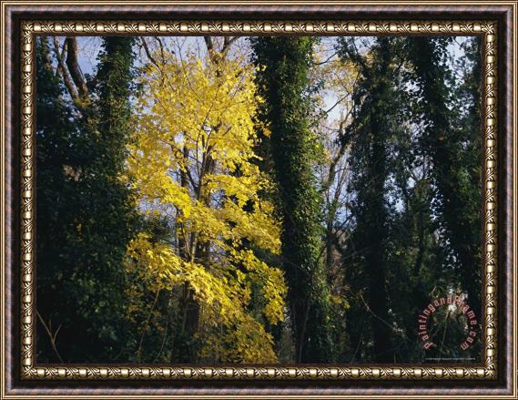 Raymond Gehman Yellow Fall Foliage on Maple Trees And Ivy Entwined Tree Trunks Framed Print