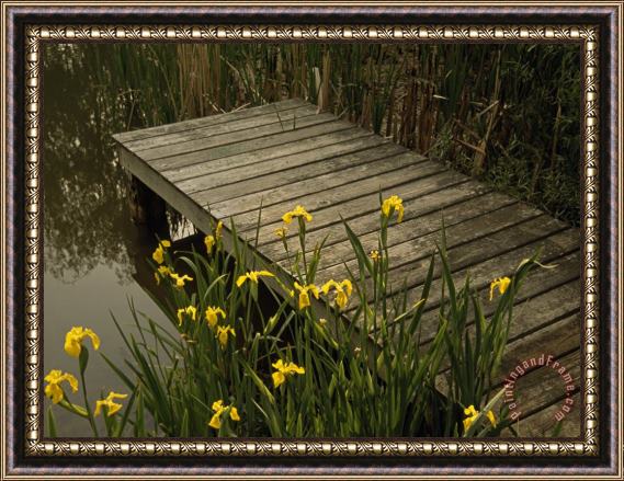 Raymond Gehman Yellow Irises Blooming by a Small Deck in a Calm Pond Framed Painting