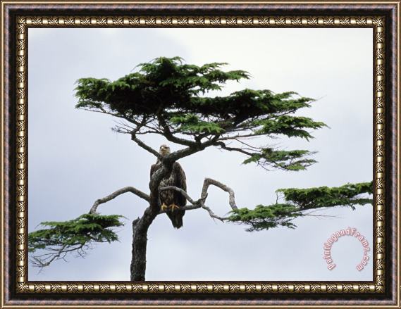 Raymond Gehman Young Bald Eagle Perched in Hemlock Gwaii Haanas Queen Charlotte Island Framed Painting