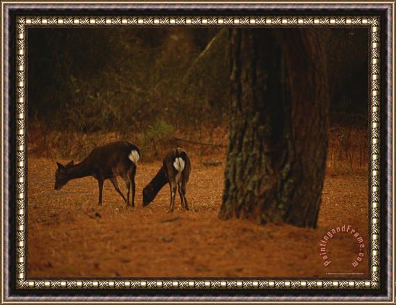 Raymond Gehman Young Sika Deer Foraging with Its Mother Under a Loblolly Pine Framed Painting