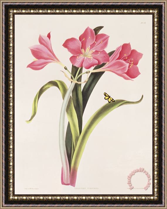 Robert Havell Amaryllis purpurea Framed Painting