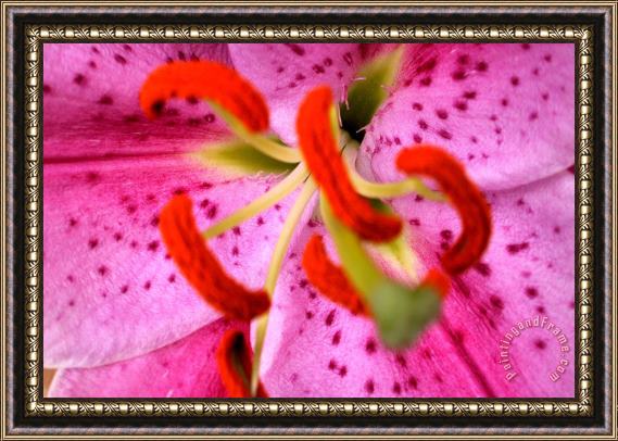 Sarah OToole Pink Aroma Framed Print