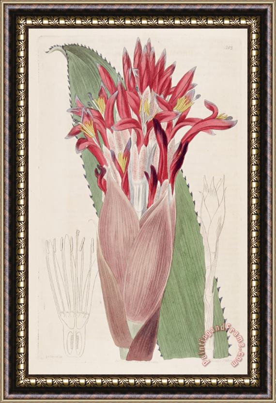 Sydenham Teast Edwards Aechmea Nudicaulis (as Bromelia Nudicaulis) 1817 Framed Painting