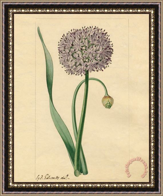 Sydenham Teast Edwards Allium Nutans Framed Print
