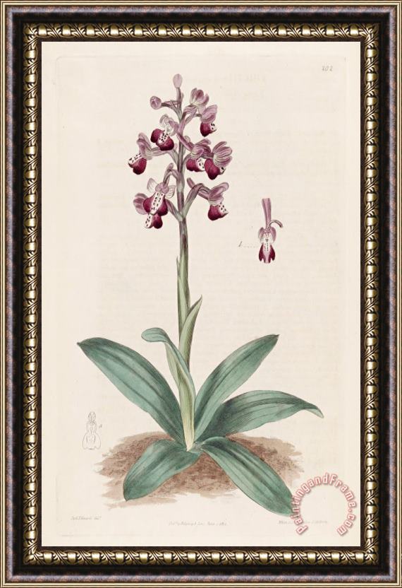 Sydenham Teast Edwards Anacamptis Longicornu (orchis Longicornu) 1817 Framed Print