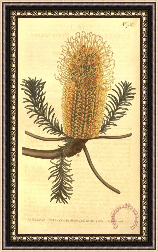 Sydenham Teast Edwards Banksia Ericifolia Framed Print
