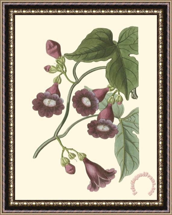 Sydenham Teast Edwards Blossoming Vine V Framed Painting