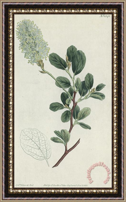 Sydenham Teast Edwards Botanical Engraving Framed Print