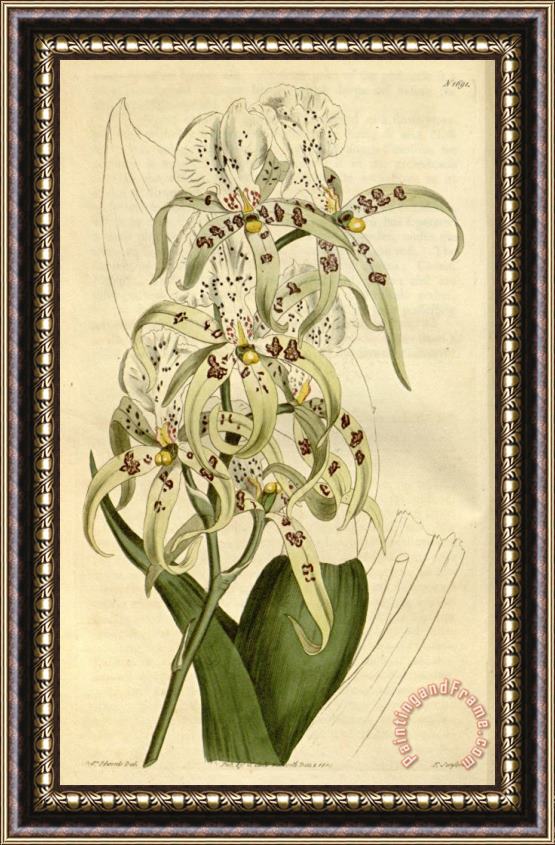 Sydenham Teast Edwards Brassia Maculata 1815 Framed Print