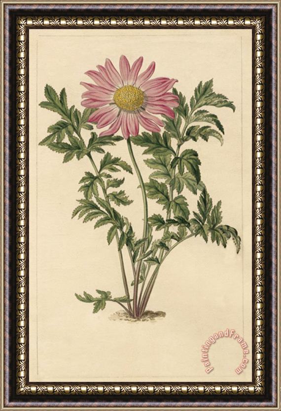 Sydenham Teast Edwards Chrysanthemum Roseum Framed Painting