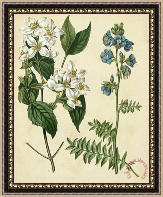Sydenham Teast Edwards Cottage Florals I Framed Print