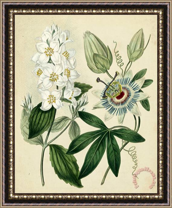 Sydenham Teast Edwards Cottage Florals II Framed Print