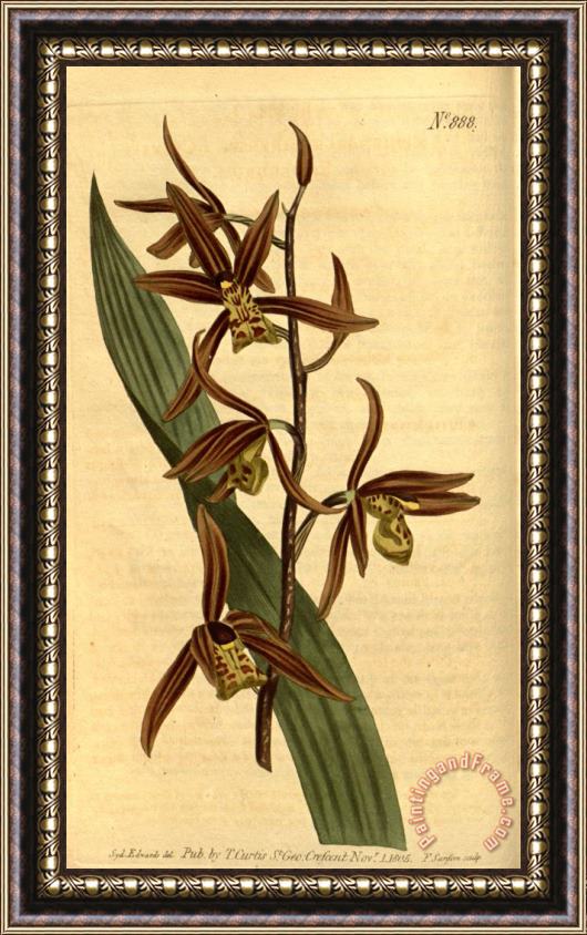 Sydenham Teast Edwards Cymbidium Sinense (as Epidendrum Sinense) 1806 Framed Painting