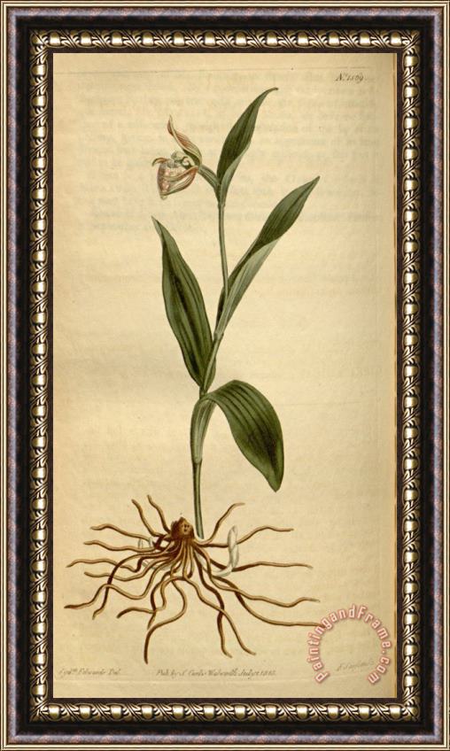 Sydenham Teast Edwards Cypripedium Arietinum 1813 Framed Print