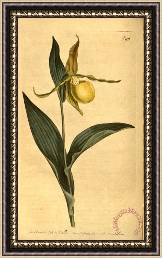 Sydenham Teast Edwards Cypripedium Pubescens (as C. Parviflorum) 1806 Framed Print