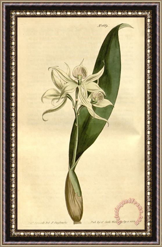 Sydenham Teast Edwards Epidendrum Fragrans 1669 Framed Print