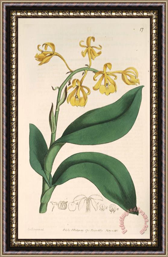 Sydenham Teast Edwards Epidendrum Nutans 1815 Framed Painting