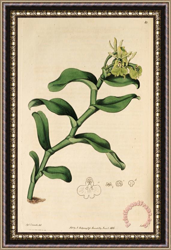 Sydenham Teast Edwards Epidendrum Umbelliferum (as Epidendrum Umbellatum) 1815 Framed Painting