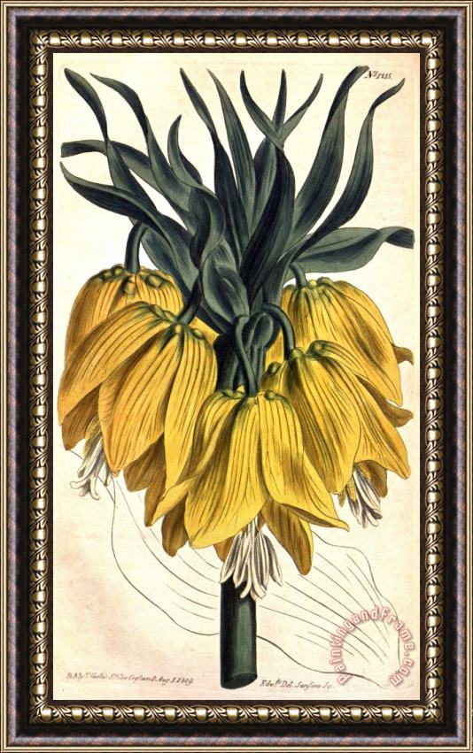 Sydenham Teast Edwards Fritillaria Imperialis (subgenus Petilium) 1809 Framed Painting