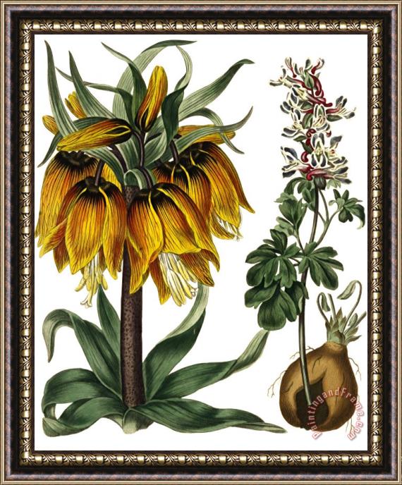 Sydenham Teast Edwards Golden Crown Imperial Framed Print