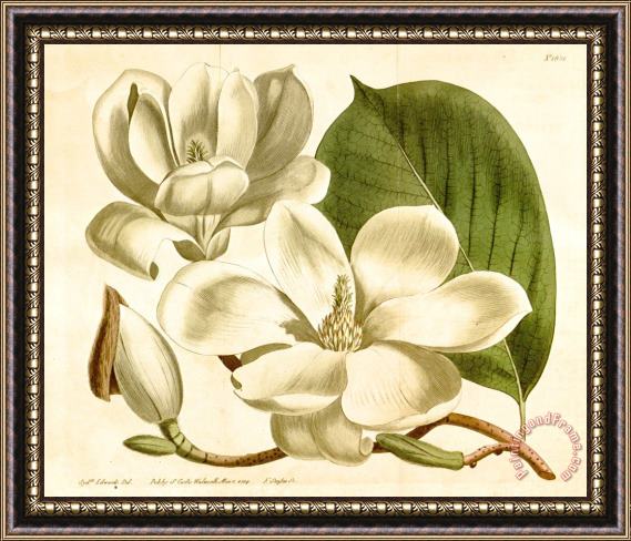Sydenham Teast Edwards Magnolia Conspicua 1814 Framed Print