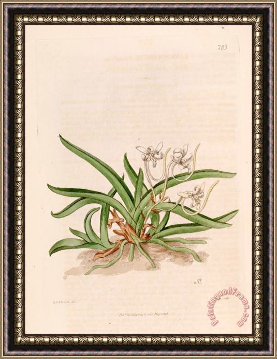 Sydenham Teast Edwards Neofinetia Falcata (as Limodorum Falcatum) 1818 Framed Print