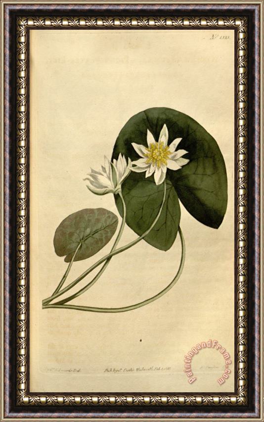Sydenham Teast Edwards Nymphaea Pygmaea 1813 Framed Print