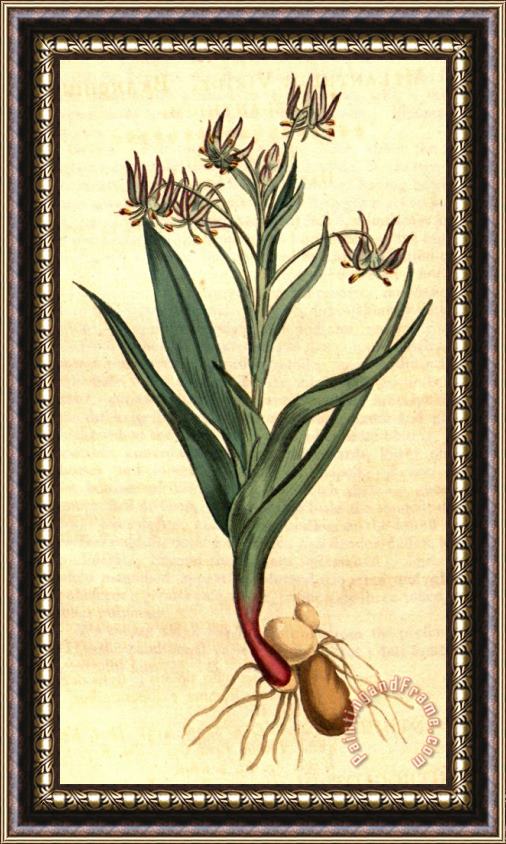 Sydenham Teast Edwards Ornithoglossum Viride 1807 Framed Painting