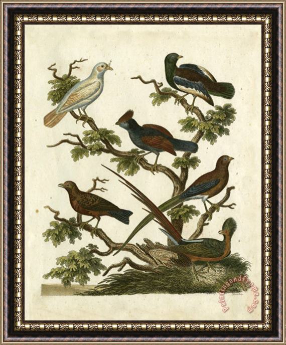 Sydenham Teast Edwards Ornithology II Framed Print