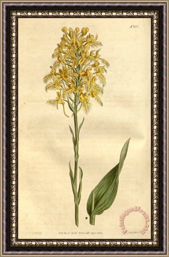 Sydenham Teast Edwards Platanthera Ciliaris (as Habenaria Ciliaris) 1814 Framed Painting