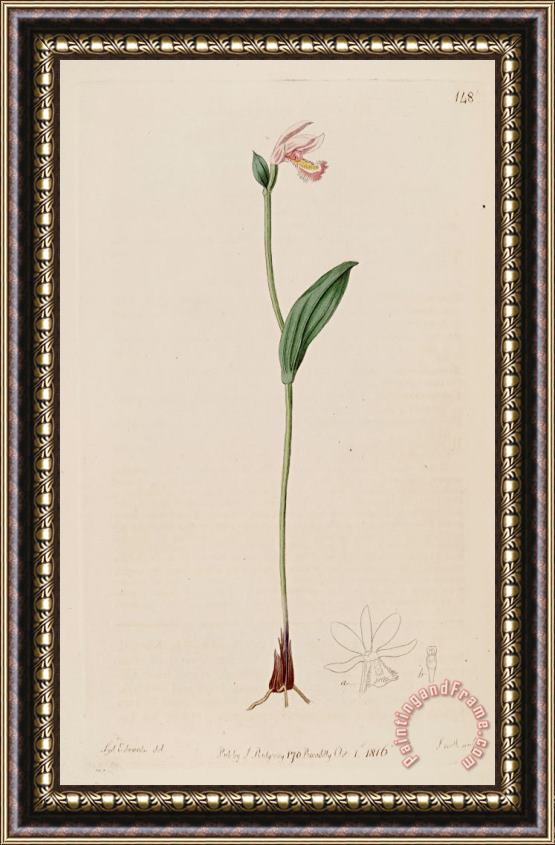 Sydenham Teast Edwards Pogonia Ophioglossoides 1816 Framed Painting