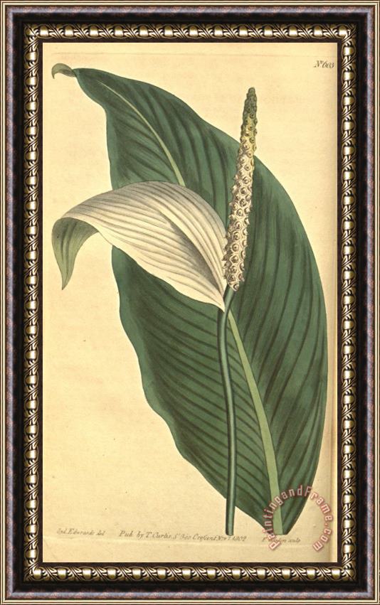 Sydenham Teast Edwards Pothos Cannaefolia 1803 Framed Print