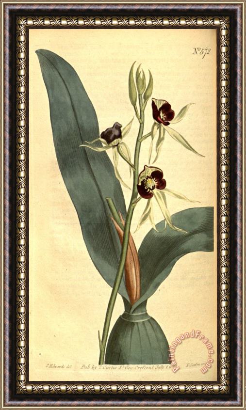 Sydenham Teast Edwards Prosthechea Cochleata 1803 Framed Painting