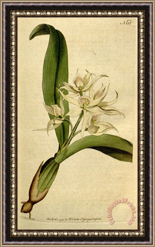 Sydenham Teast Edwards Prosthechea Fragrans (as Epidendrum Cochleatum Curtis) 1792 Framed Painting