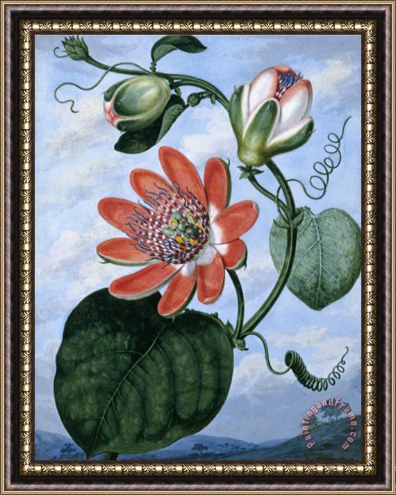 Sydenham Teast Edwards The Winged Passion Flower Framed Painting