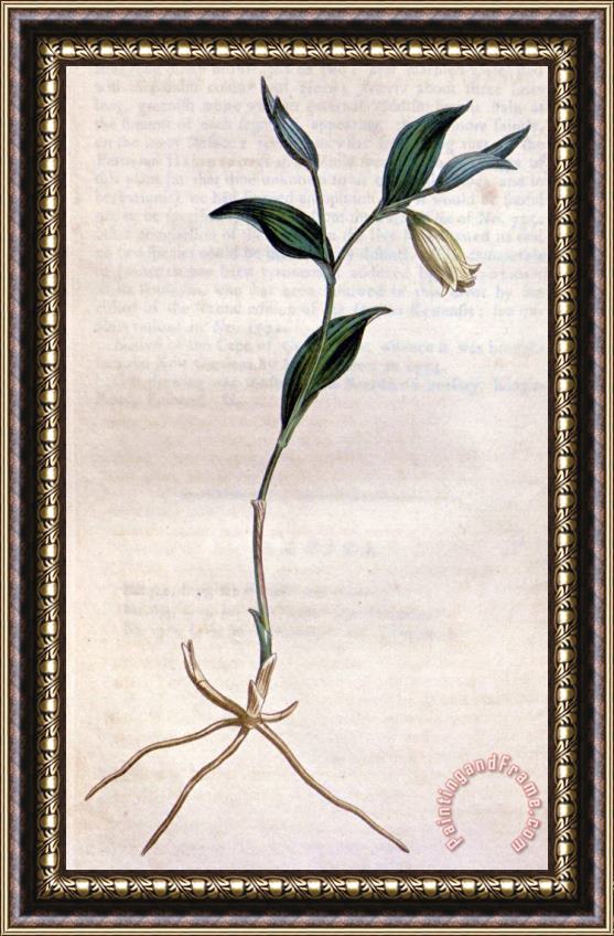 Sydenham Teast Edwards Uvularia Sessilifolia 1811 Framed Painting