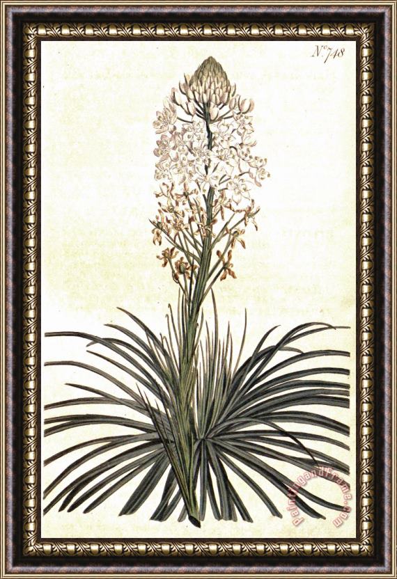 Sydenham Teast Edwards Xerophyllum Asphodeloides 1804 Framed Print