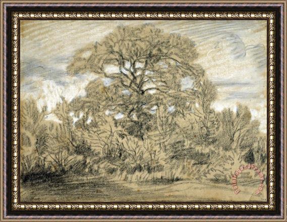 Theodore Rousseau Study of an Oak Tree Framed Print