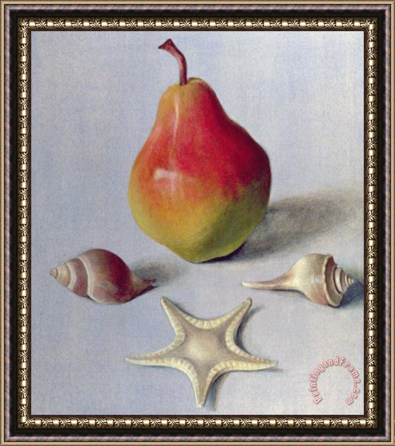 Tomar Levine Pear And Shells Framed Print