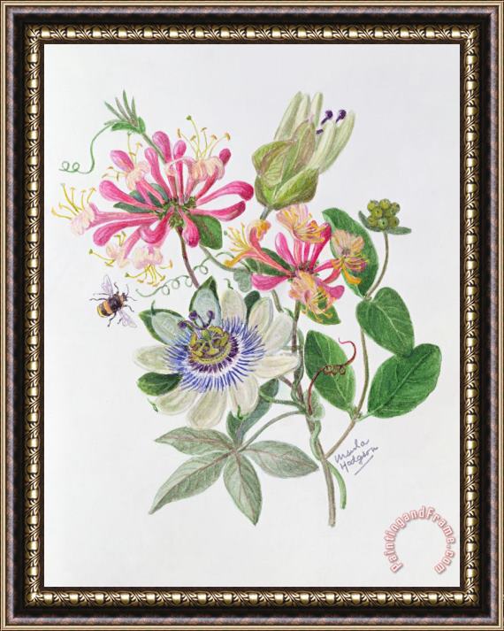 Ursula Hodgson Honeysuckle And Passion Flower Framed Print