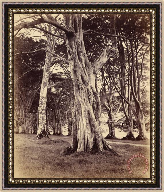 Vernon Heath Beech Trees, Inveraray Framed Print
