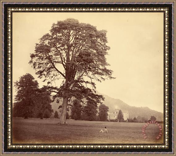 Vernon Heath Great Scots Fir on Lawn Framed Painting