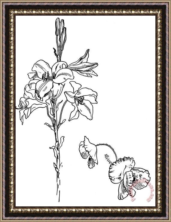Walter Crane Lily And Poppy Flower Line Drawing Framed Painting