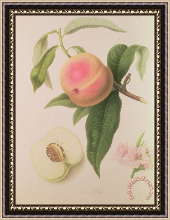 William Hooker Noblesse Peach Framed Painting