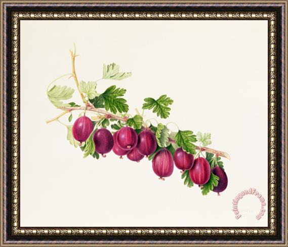 William Hooker Purple Gooseberry Framed Painting