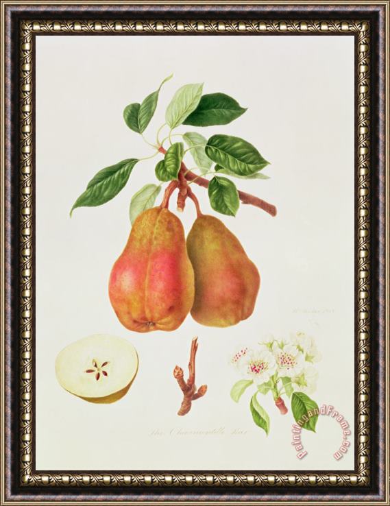William Hooker The Chaumontelle Pear Framed Painting